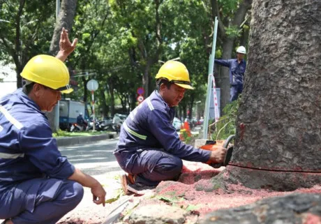 Di dời 14 cây xanh trên đường Tôn Đức Thắng