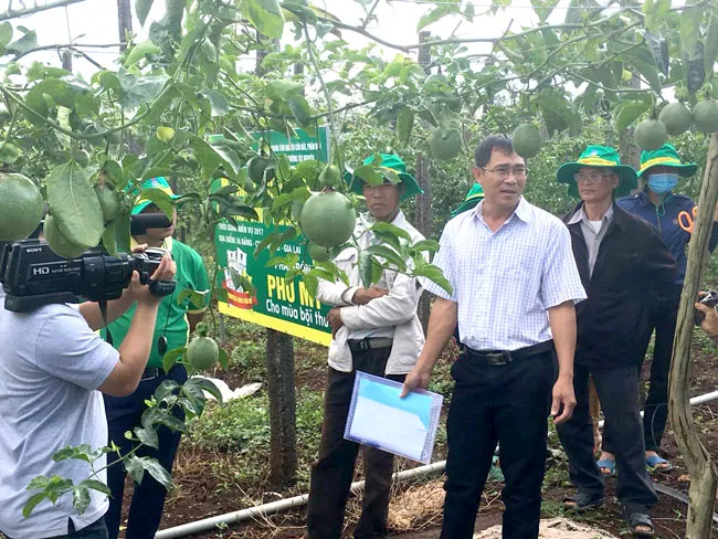 Bà con trực tiếp thăm quan mô hình trình diễn phân bón Phú Mỹ trên cây chanh dây