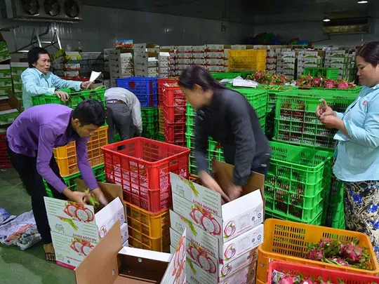 Nhu cầu sản phẩm chất lượng cao, chế biến sâu, giá trị gia tăng của TQ là rất lớn. Trong ảnh: Đóng gói trái cây để xuất khẩu sang TQ tại một DN VN. Ảnh: QUANG HUY