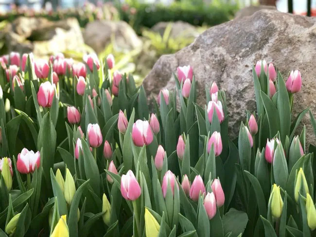 Lễ hội Tulip lớn nhất Việt Nam tại Vinpearl Nha Trang ảnh 2 Lễ hội Tulip lớn nhất Việt Nam tại Vinpearl Nha Trang ảnh 2