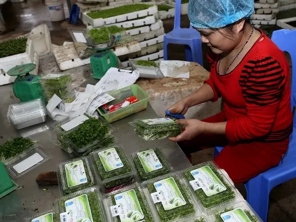 Xuất khẩu rau quả ước đạt 321 triệu USD trong tháng 1