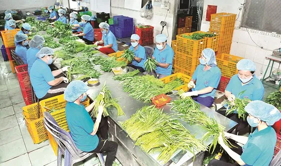 Chế biến rau VietGAP xuất khẩu tại Hợp tác xã Phước An, TPHCM. Ảnh: CAO THĂNG