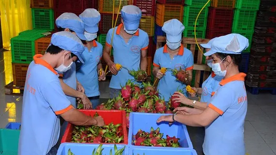 Sơ chế thanh long xuất khẩu Ảnh: NGUYỄN DUY