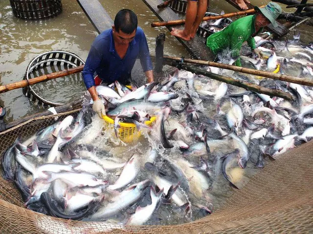 Kiểm soát chất lượng cá tra sang Trung Quốc