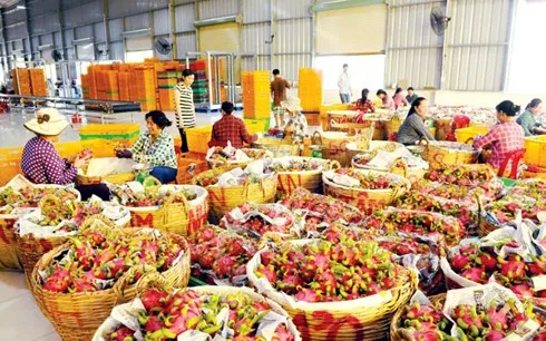 Trong quý I/2018, các loại rau quả có kim ngạch xuất khẩu ấn tượng. (Ảnh minh họa: KT)