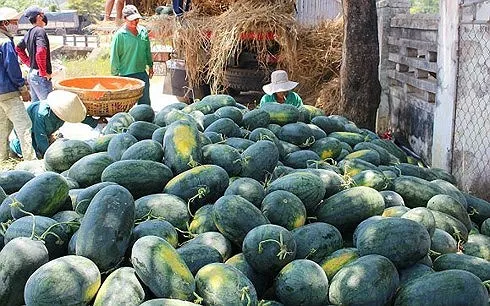 Giá thu mua dưa tại Quảng Nam đã lên đến 8.000 đồng/kg.