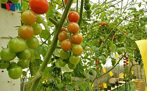 Hàng loạt ưu đãi mới cho doanh nghiệp đầu tư vào nông nghiệp
