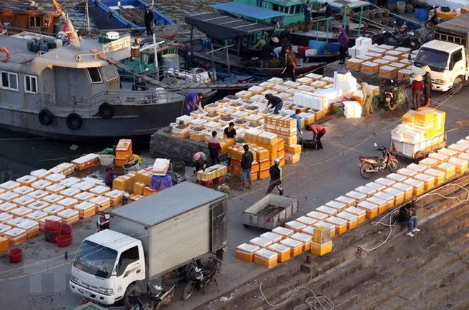 Hải sản đánh bắt được tập kết tại bến cảng Cái Rồng, huyện Vân Đồn, tỉnh Quảng Ninh, để mang đi tiêu thụ. (Ảnh: Quang Quyết/TTXVN)