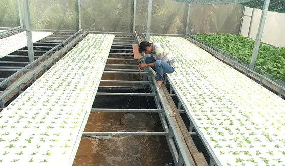 Mô hình nhà màng nuôi tôm kết hợp trồng rau phù hợp với nông nghiệp đô thị