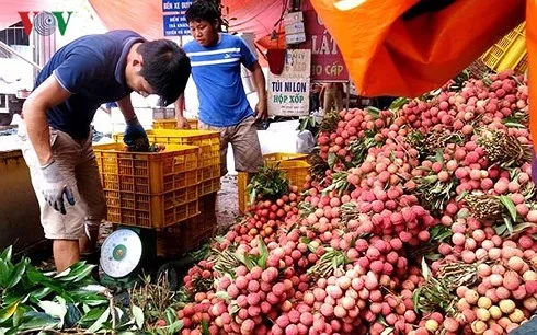 Vải thiều của Việt Nam hiện vẫn còn hạn chế về thị trường xuất khẩu.