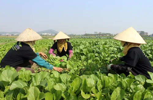 Nông nghiệp hướng tới kim ngạch xuất khẩu 40 tỷ USD
