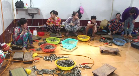 Một vụ bơm tạp chất vào tôm tại Bạc Liêu bị phát hiện, bắt giữ. Ảnh: TẤN THÁI