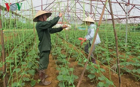 Ứng dụng công nghệ cao trong mô hình kinh tế HTX Long An còn gặp nhiều khó khăn.