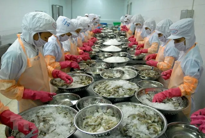 Chế biến tôm đông lạnh xuất khẩu. (Ảnh: Danh Lam/TTXVN)