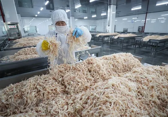 Chế biến hải sản xuất khẩu tại nhà máy ở Liên Vân Cảng, tỉnh Giang Tô, Trung Quốc ngày 5/7. (Nguồn: AFP/ TTXVN)