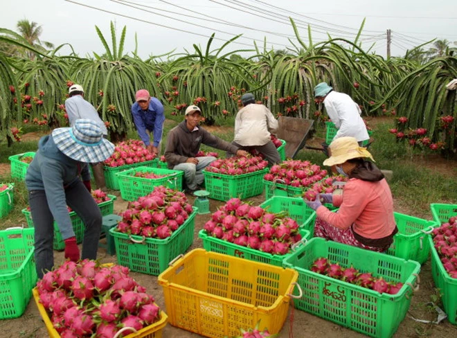 Không bảo hộ sở hữu trí tuệ, hàng Việt khó ra khỏi “ao làng“