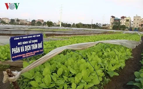 Nông nghiệp hữu cơ rất cần những nguồn gen quý.
