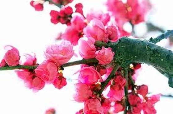 Mời viết báo Xuân Kỷ Hợi 2019