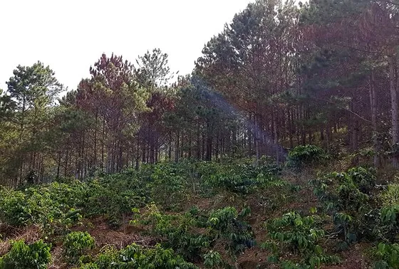 Hơn 670 cây thông bị khoan lỗ, tiêm thuốc độc chờ chết ảnh 2 Hơn 670 cây thông bị khoan lỗ, tiêm thuốc độc chờ chết ảnh 2