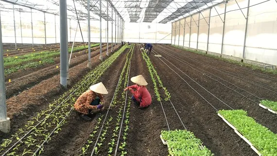 Mòn mỏi xin xây nhà sơ chế, nhà kho