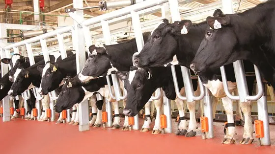 Bò sữa trong trang trại của TH True Milk