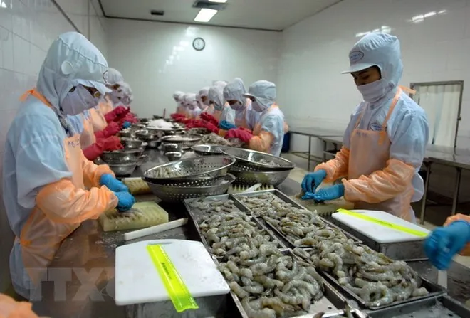 Chế biến tôm đông lạnh xuất khẩu. (Ảnh: Danh Lam/TTXVN)