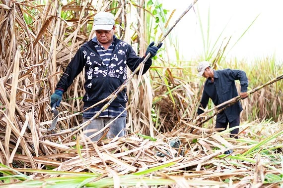 Cơ cấu ngành mía đường theo chuỗi giá trị