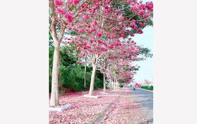 Thu hút du khách bằng những tour đường hoa