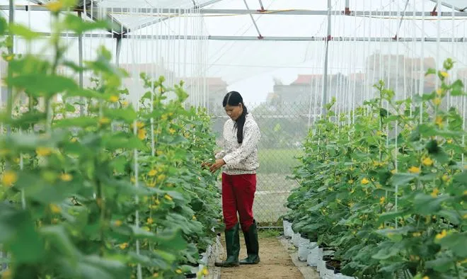TPHCM đẩy mạnh chuyển dịch cơ cấu nông nghiệp