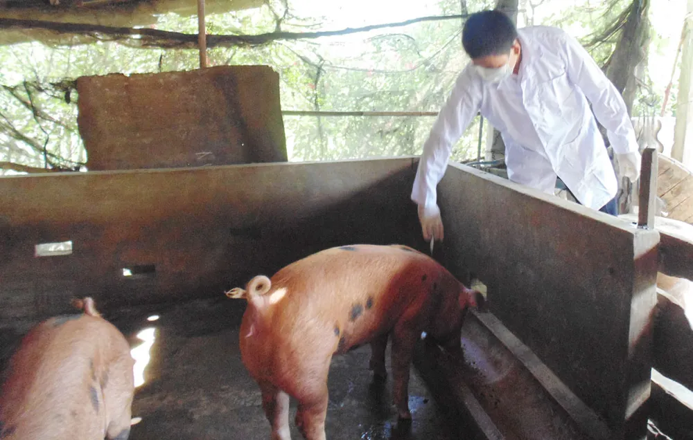 ĐBSCL: Chủ động phòng chống dịch tả heo châu Phi