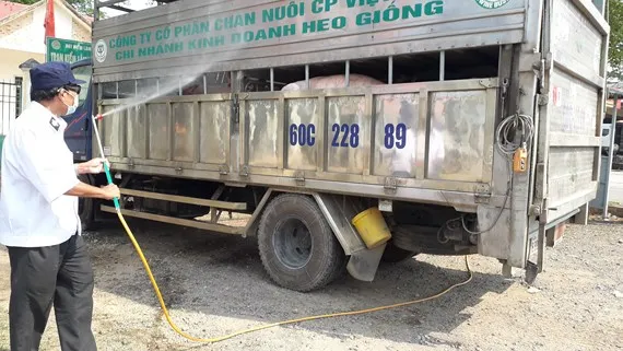 Nhiều hộ chăn nuôi nhỏ lẻ chủ quan phòng chống dịch tả heo châu Phi