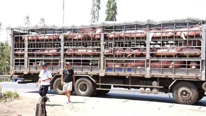 TPHCM: Thành lập tạm thời 2 chốt kiểm dịch động vật