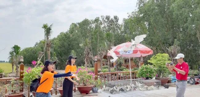 Những chú bồ câu thân thiện đón du khách thập phương.