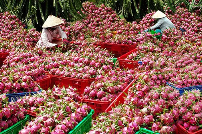 Xuất hiện tình trạng thanh long ùn ứ tại cửa khẩu