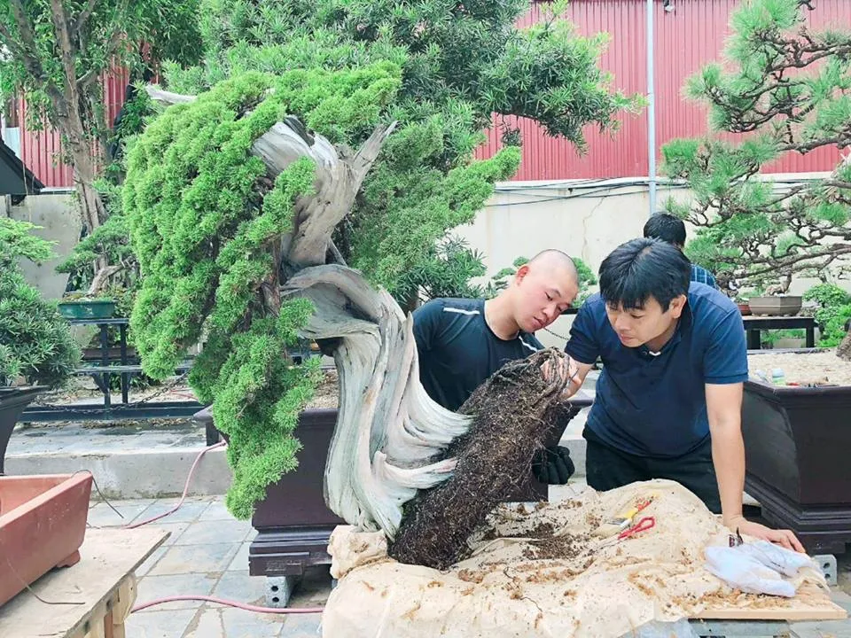 1.000 tác phẩm dự Lễ hội Bonsai và Suiseki châu Á - Thái Bình Dương