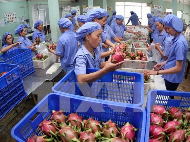 Vì sao trái cây Việt chưa rộng đường xuất khẩu?