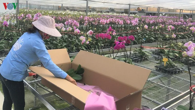 Hoa lan được người dân lựa chọn nhiều để trưng Tết những năm gần đây.