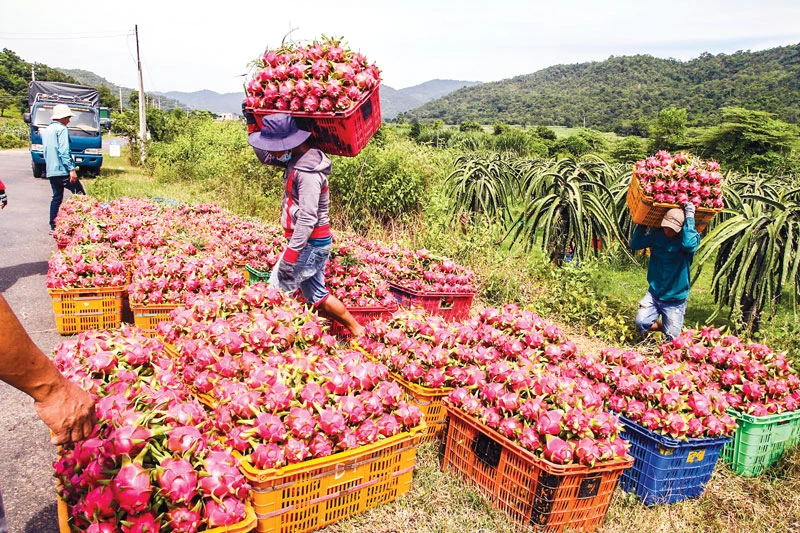 Thanh long là mặt hàng bị thiệt hại nặng nề nhất khi không xuất được sang Trung Quốc vì đối tác hủy đơn hàng, cửa khẩu tạm đóng.