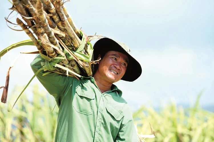 Không bao cấp cho ngành mía đường