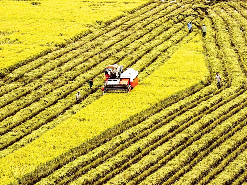 ĐBSCL được xem là vựa lúa của cả nước. Việc chốt cứng ANLT sẽ làm mềm hóa kinh tế nông dân.