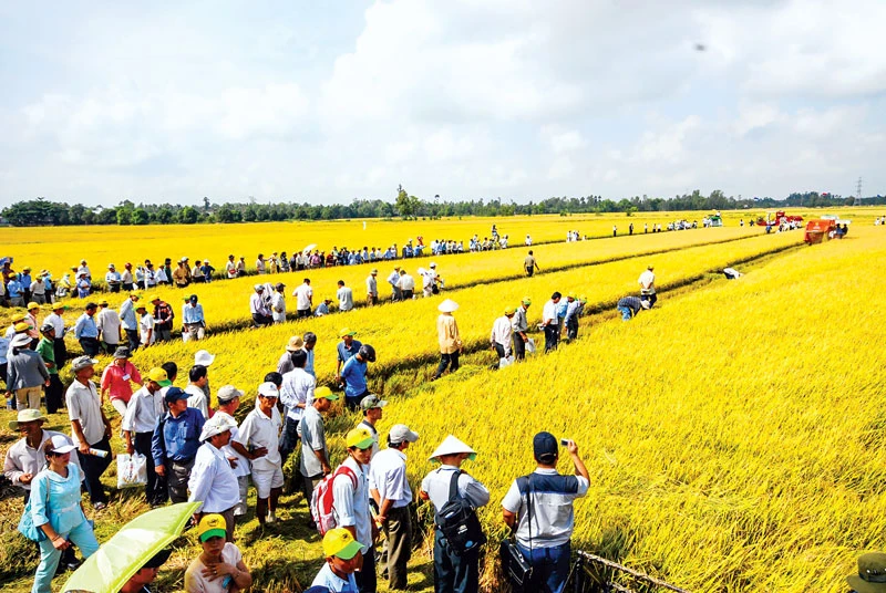 Thời điểm này phải tính toán linh hoạt trong việc xuất khẩu gạo.