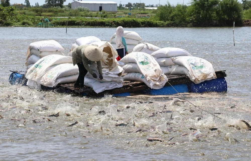 Vùng nuôi cá tra thương phẩm ở huyện Cao Lãnh được cấp mã số nhận diện. (Ảnh: Nguyễn Văn Trí/TTXVN)