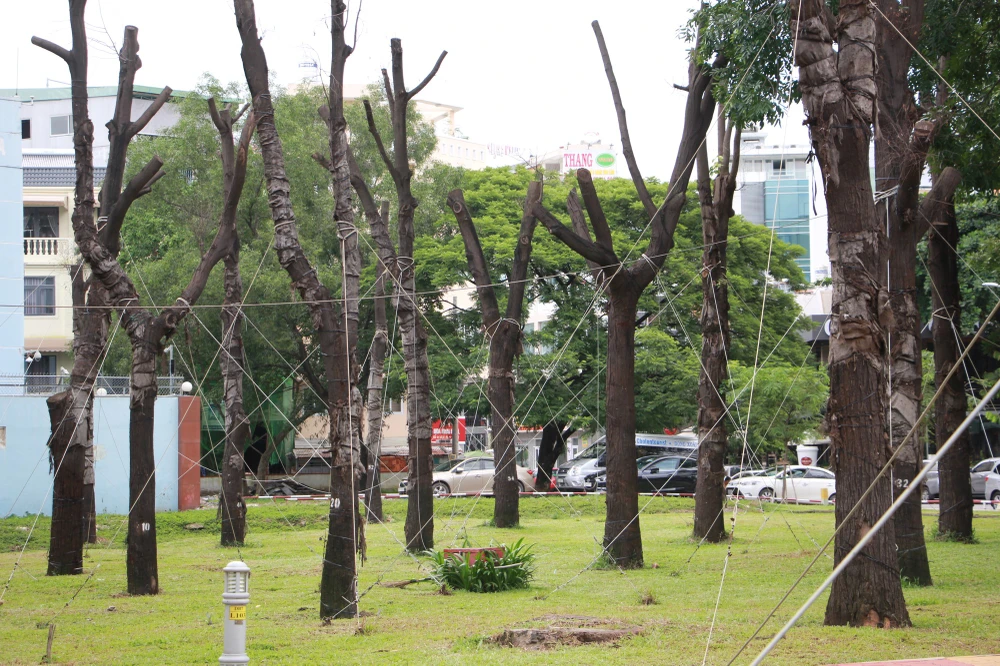 Tăng cường kiểm tra, rà soát hạn chế cây xanh ngã đổ