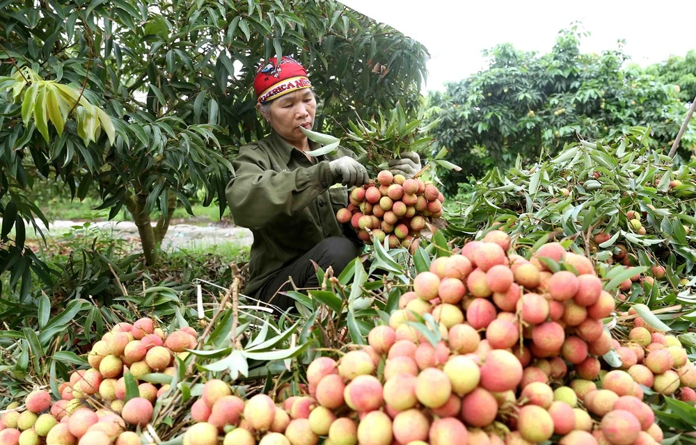 Đưa lô vải thiều đầu tiên sang Nhật Bản