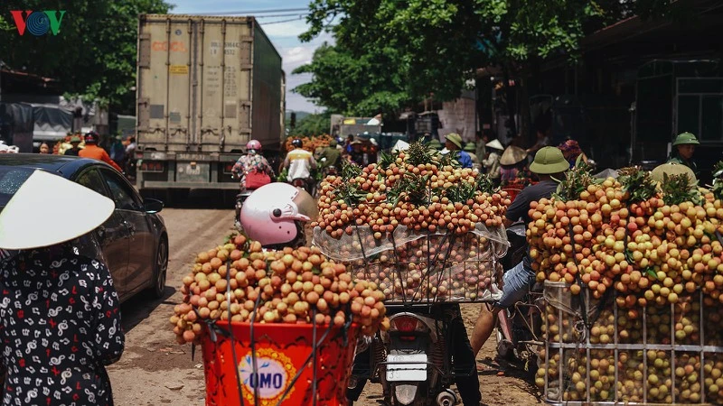 Giá vải thiều tăng từ 10.000 - 15.000 đồng/kg so với đầu vụ, mức giá thu mua này rất tốt cho người dân trồng vải.