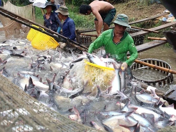 Thu hoạch cá tra tại Vĩnh Long. (Ảnh: Vũ Sinh/TTXVN)