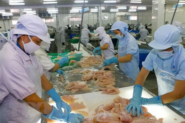 Chế biến cá tra xuất khẩu tại Công ty thủy sản Biển Đông (thành phố Cần Thơ). (Ảnh: Thanh Liêm/TTXVN)