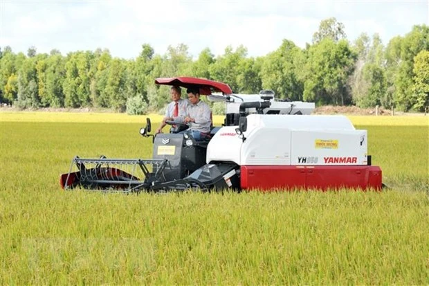 Công ty Cổ phần Tập đoàn Lộc Trời thu hoạch lúa trong vùng nguyên liệu tại xã Định Thành, (Thoại Sơn, An Giang). (Ảnh: Công Mạo/TTXVN)