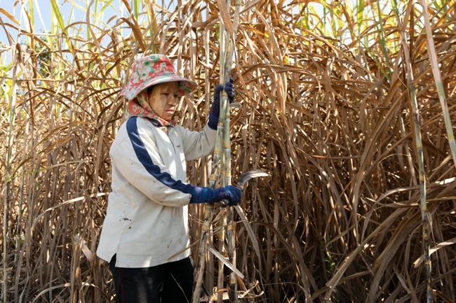 Ngành mía đường Thái Lan đang làm khó nhiều nước