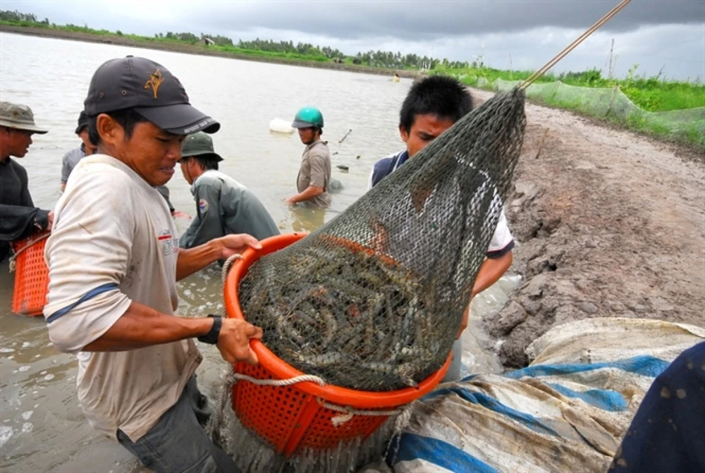 Nuôi tôm đúng qui trình, đảm bảo an toàn vệ sinh mới có thể thành công